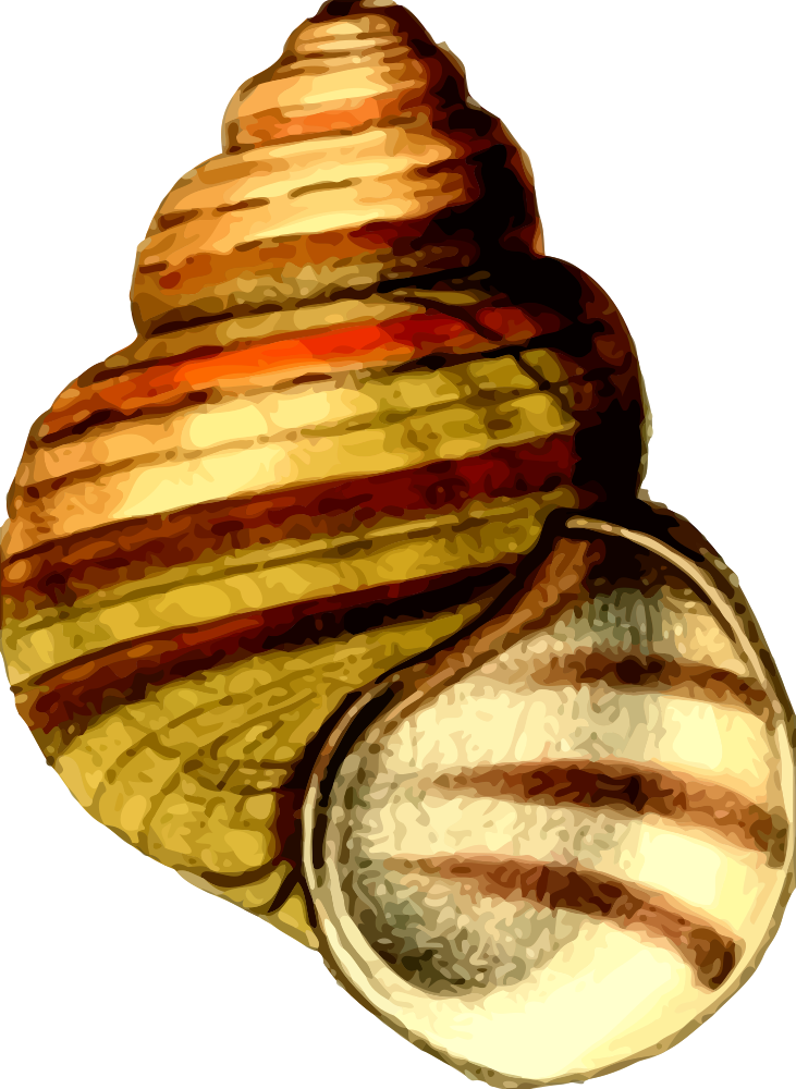 View Shell Png Background - Girishr Kumar